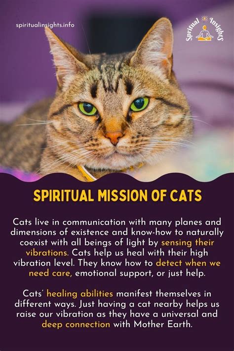 The Mysteries of Cat Divination: A Beginner's Guide